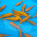 Goldfish Goldfish